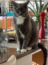 Lost Male Cat last seen Boulder st, Albuquerque, NM 87114