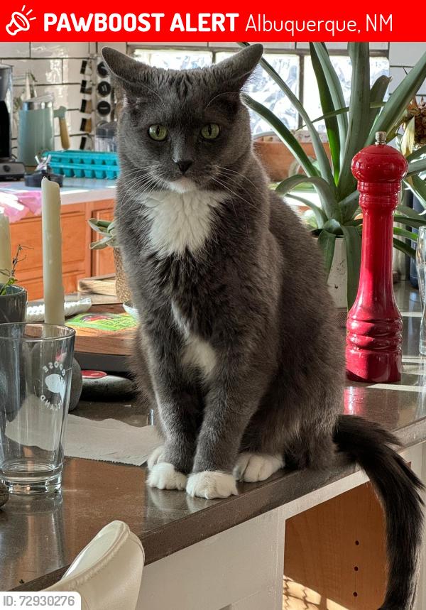 Lost Male Cat last seen Boulder st, Albuquerque, NM 87114