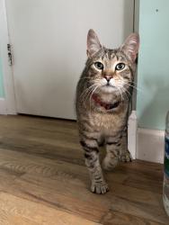 Reunited Male Cat last seen Dual highway/Mt Aetna , Hagerstown, MD 21740