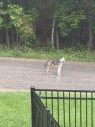 Found/Stray Male Dog last seen Pinnacle Dr near ruffner Elementary school, Charleston, WV 25311