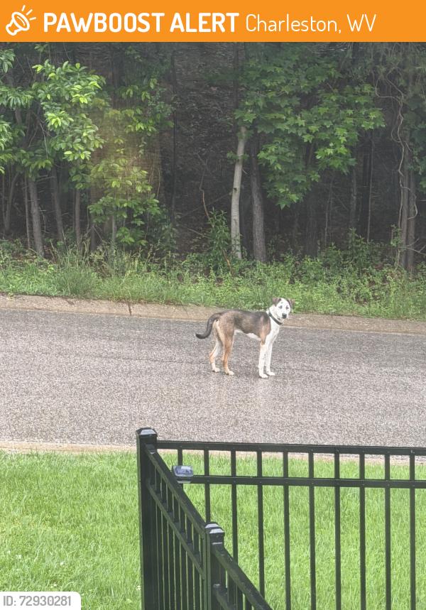 Found/Stray Male Dog last seen Pinnacle Dr near ruffner Elementary school, Charleston, WV 25311
