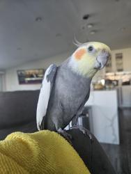 Lost Male Bird last seen Deervale Dr and Valley Vista, Los Angeles, CA 91403