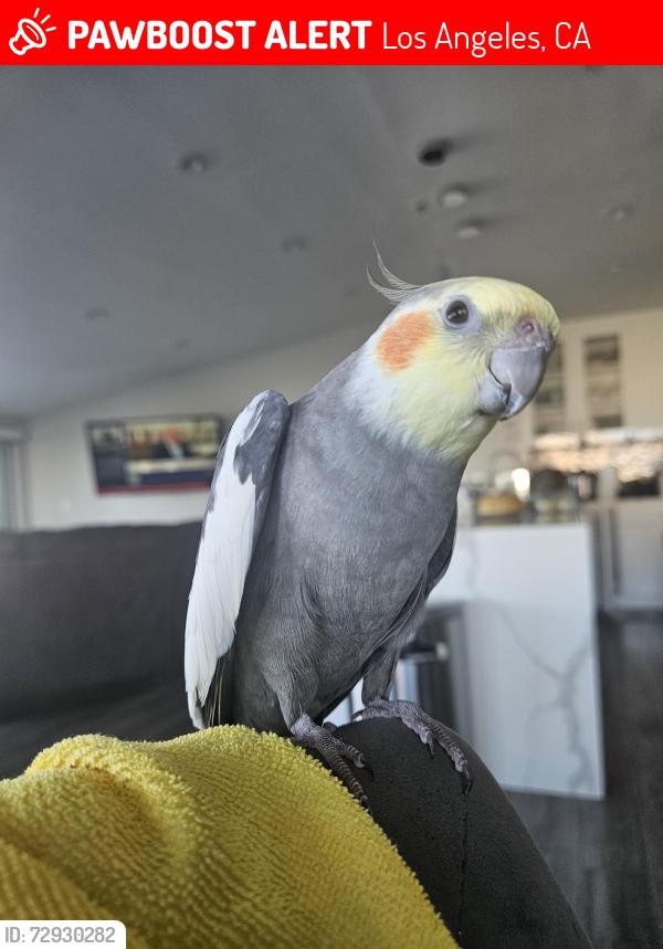Lost Male Bird last seen Deervale Dr and Valley Vista, Los Angeles, CA 91403