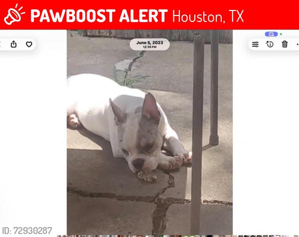 Lost Male Dog last seen Fondren and hillcroft , Houston, TX 77085