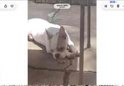 Lost Male Dog last seen Fondren and hillcroft , Houston, TX 77085