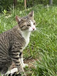 Found/Stray Female Cat last seen Baker st and Sheldon , Manassas Park, VA 20111