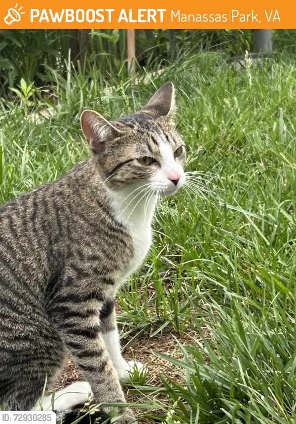 Found/Stray Female Cat last seen Baker st and Sheldon , Manassas Park, VA 20111