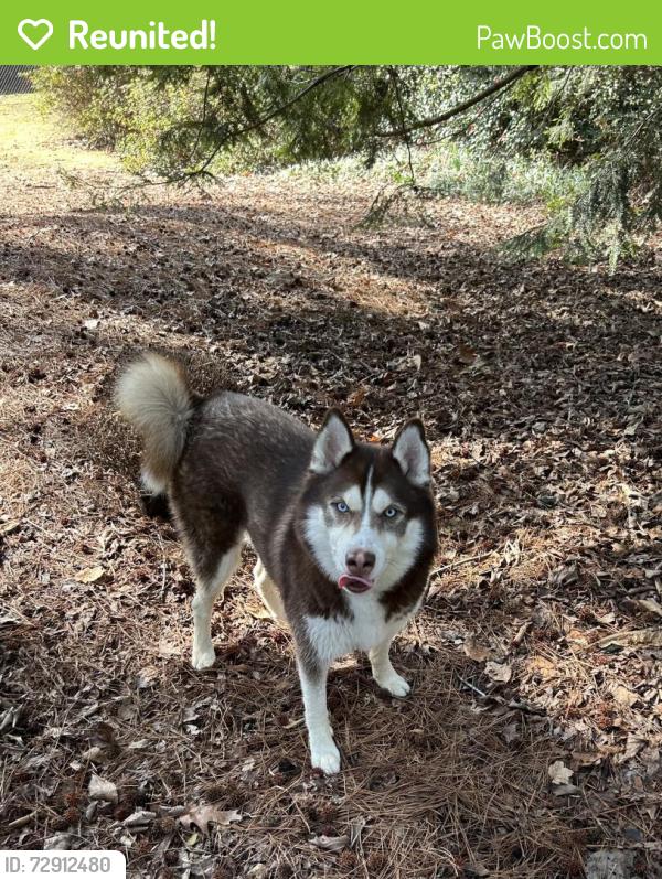 Reunited Male Dog last seen Castleway Ln and Castleway Dr, DeKalb County, GA 30345