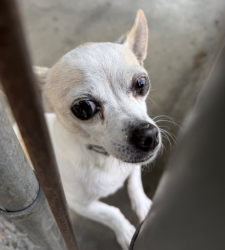 Found/Stray Unknown Dog last seen bartlett ave, Rosemead, CA 91770