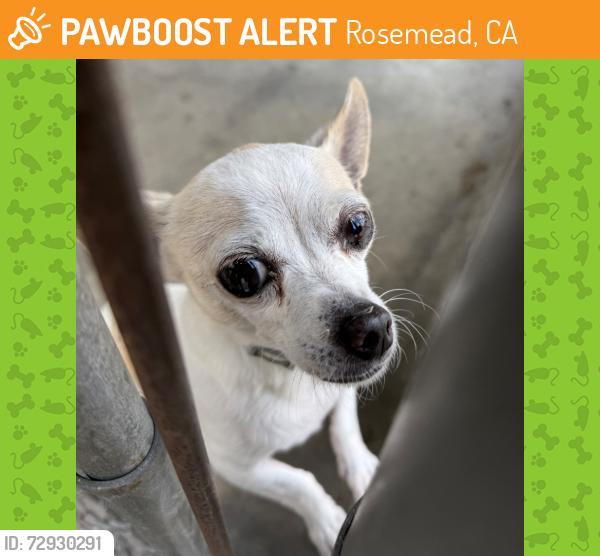 Found/Stray Unknown Dog last seen bartlett ave, Rosemead, CA 91770