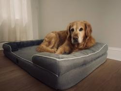 Lost Male Dog last seen Old Summerville Road, Rome, Rome, GA 30165