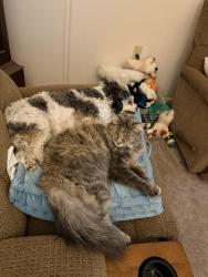 Lost Female Cat last seen Geigertown road and kratz road, Birdsboro, PA 19508