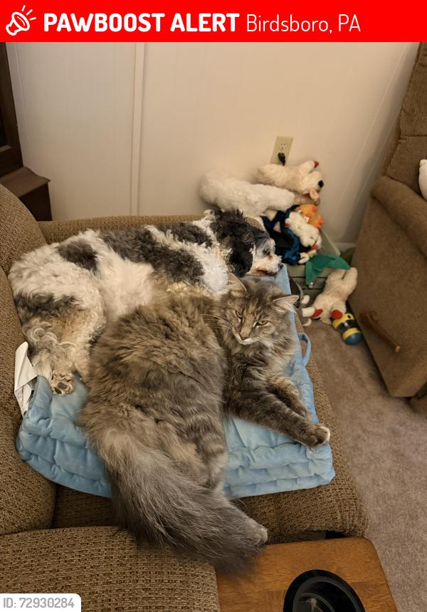 Lost Female Cat last seen Geigertown road and kratz road, Birdsboro, PA 19508