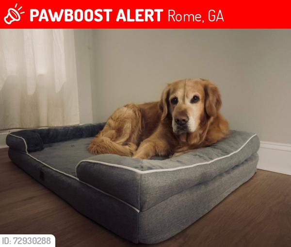 Lost Male Dog last seen Old Summerville Road, Rome, Rome, GA 30165
