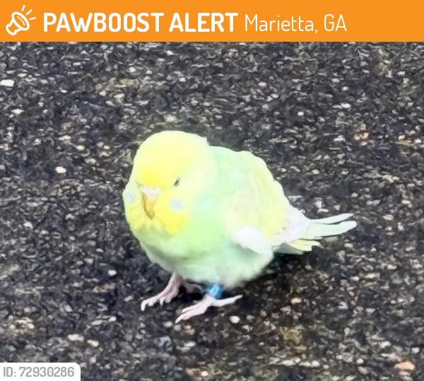 Found/Stray Unknown Bird last seen Clay National Guard Center, Marietta, GA 30060