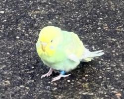 Found/Stray Unknown Bird last seen Clay National Guard Center, Marietta, GA 30060
