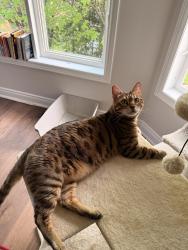 Reunited Male Cat last seen Silvethorn mill st & Second Line W, Mississauga, ON L5W
