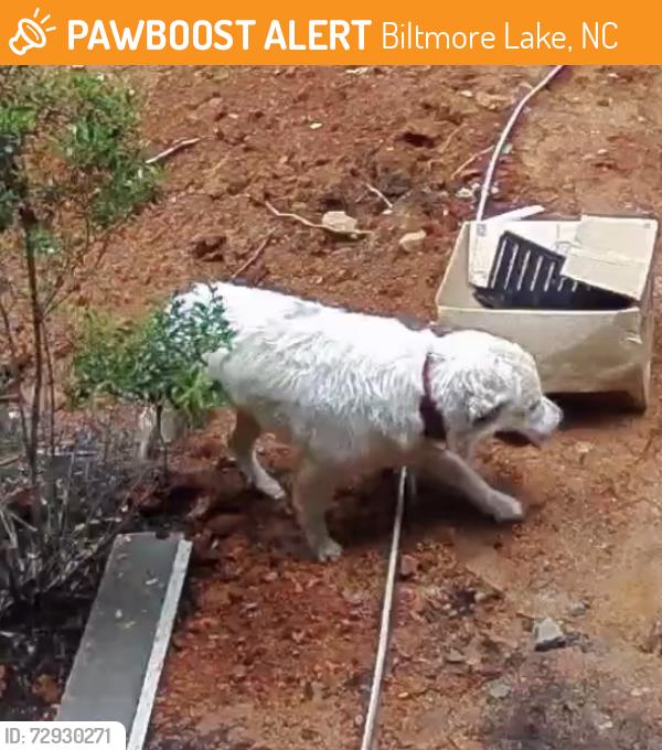 Found/Stray Unknown Dog last seen Greenwells Gliry and Green Drake Ct , Biltmore Lake, NC 28715