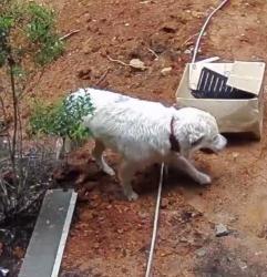 Found/Stray Unknown Dog last seen Greenwells Gliry and Green Drake Ct , Biltmore Lake, NC 28715