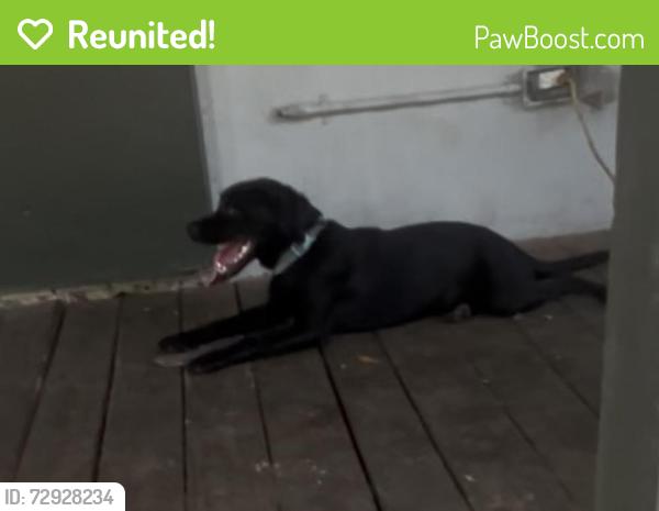 Reunited Female Dog last seen around the area , Theodore, AL 36582