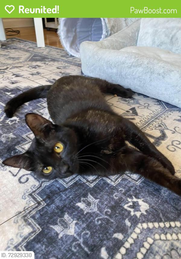 Reunited Female Cat last seen Near Olive Ct, San Bruno, CA, 94066, San Bruno, CA 94066