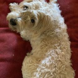 Reunited Male Dog last seen Snowden, Los Angeles, CA 91331