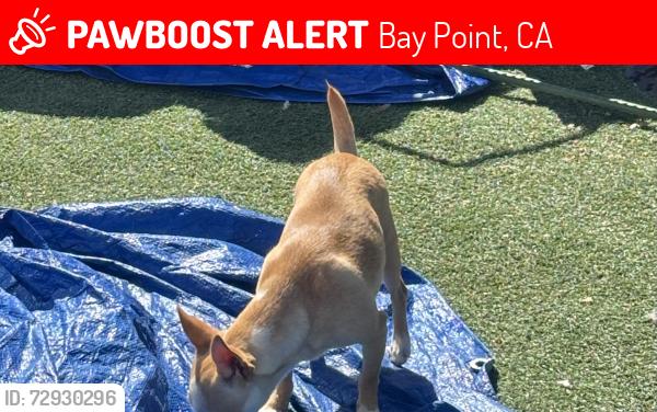 Lost Female Dog last seen Near saint Raphael dr bay point ca 94565 , Bay Point, CA 94565
