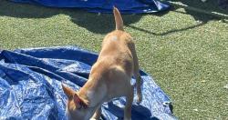 Lost Female Dog last seen Near saint Raphael dr bay point ca 94565 , Bay Point, CA 94565