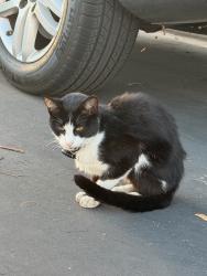 Reunited Unknown Cat last seen Lane’s End community, Northwood Pointe, Irvine, CA 92620