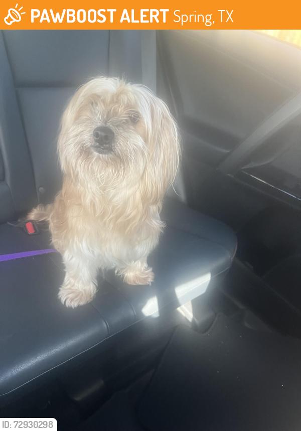 Found/Stray Female Dog last seen bradbury Forest Road, Spring, TX 77373