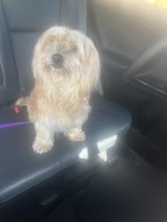 Found/Stray Female Dog last seen bradbury Forest Road, Spring, TX 77373