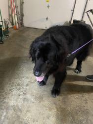 Reunited Unknown Dog last seen Near eastridge school in Saybrook, Woodinville, WA 98077