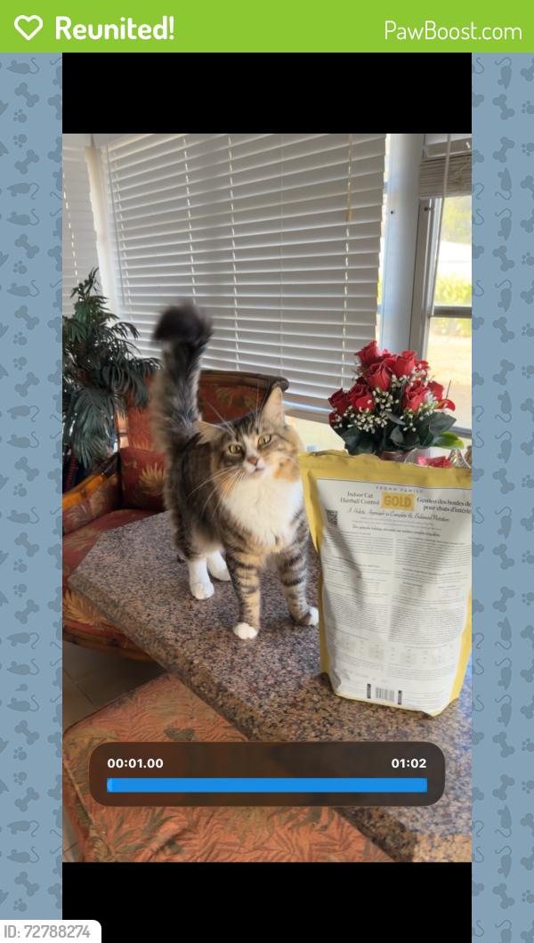 Reunited Male Cat last seen Center road , Venice, FL 34293