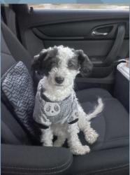 Reunited Male Dog last seen Lincoln and millbrook pl, Escondido, CA 92026