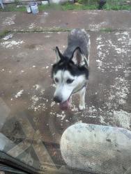 Reunited Male Dog last seen Silversage  and basswood, Fort Worth, TX 76137