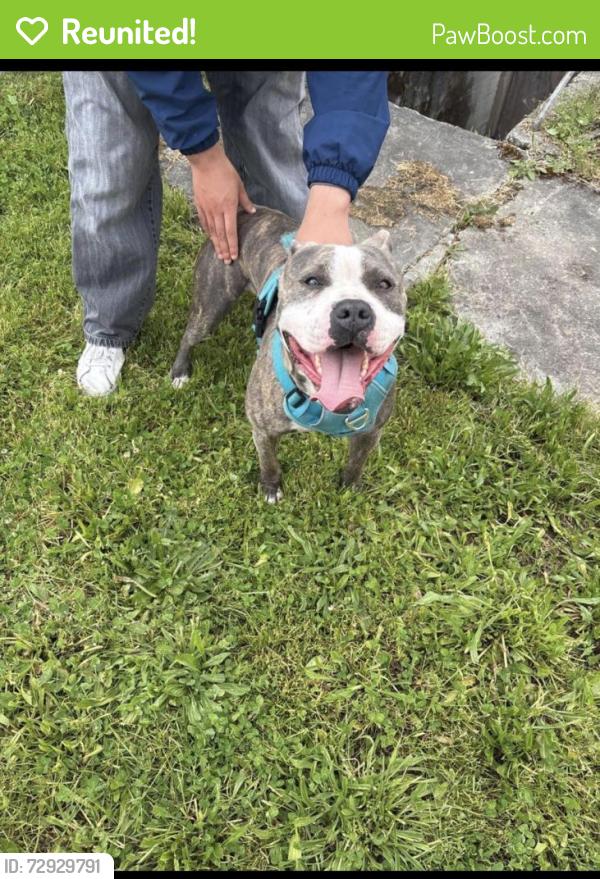 Reunited Male Dog last seen 23rd and Sheridan, Tacoma, WA 98405