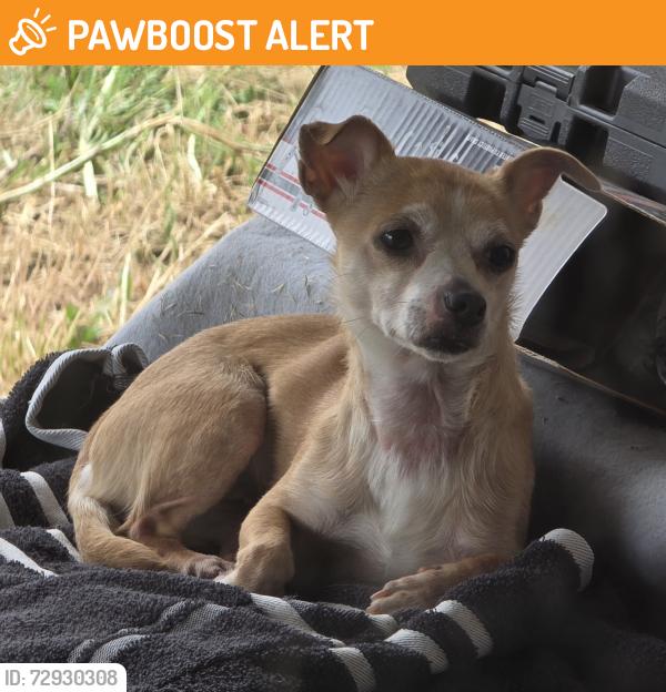 Found/Stray Female Dog last seen South Miller & Circle Street , West Wenatchee, WA 98801