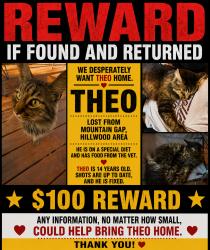 Lost Male Cat last seen Hillwood Drive, Huntsville, AL 35803