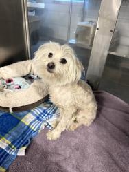Shelter Stray Male Dog last seen E McKenzie Ave & N Orangewood Ave, Fresno Zone Fresno CO 2 93727, CA, Fresno, CA 93706