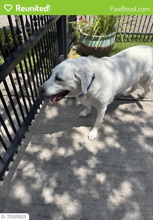 Reunited Male Dog last seen Near Yeager Elementary, Harris County, TX 77379
