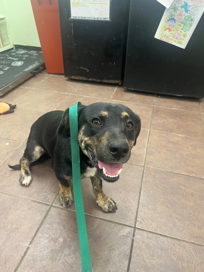 Shelter Stray Male Dog last seen Cleburne, TX 76031, Cleburne, TX 76033