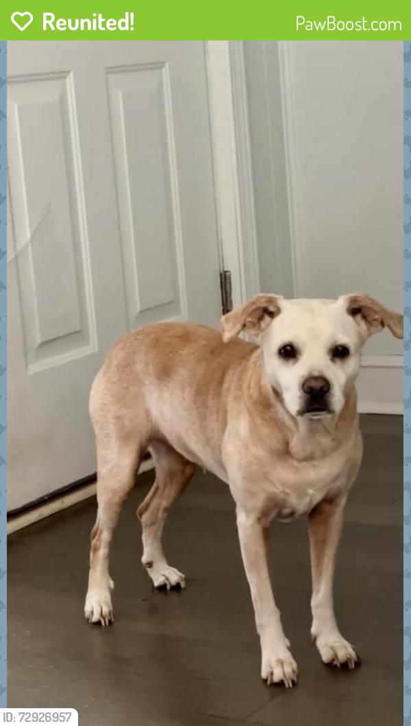 Reunited Female Dog last seen S Fant St. , Anderson, SC 29621