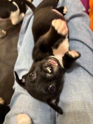 Shelter Stray Male Dog last seen Near Woodham Way SE Atlanta, 30316, 30316, GA, Atlanta, GA 30341