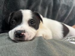 Shelter Stray Female Dog last seen Near Woodham Way SE Atlanta, 30316, 30316, GA, Atlanta, GA 30341