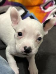 Shelter Stray Female Dog last seen Near Woodham Way SE Atlanta, 30316, 30316, GA, Atlanta, GA 30341