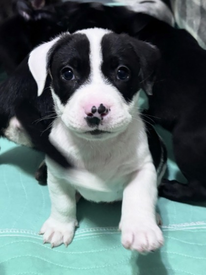 Shelter Stray Male Dog last seen Near Woodham Way SE Atlanta, 30316, 30316, GA, Atlanta, GA 30341