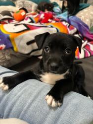 Shelter Stray Female Dog last seen Near Woodham Way SE Atlanta, 30316, 30316, GA, Atlanta, GA 30341