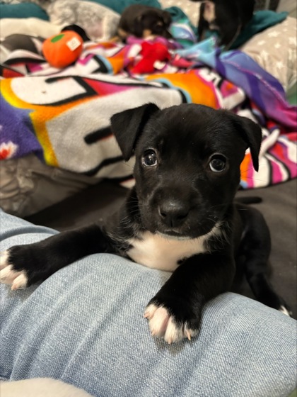 Shelter Stray Female Dog last seen Near Woodham Way SE Atlanta, 30316, 30316, GA, Atlanta, GA 30341