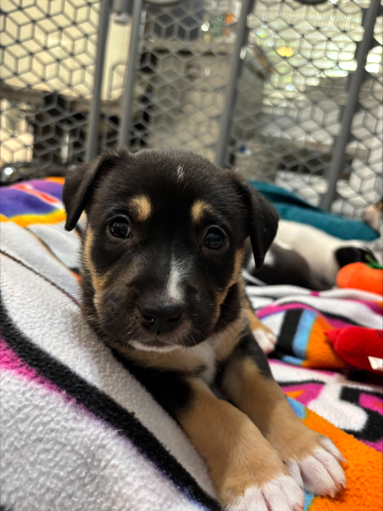 Shelter Stray Male Dog last seen Near Woodham Way SE Atlanta, 30316, 30316, GA, Atlanta, GA 30341