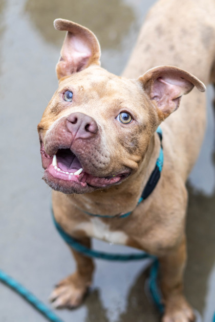 Shelter Stray Male Dog last seen , 30317, GA, Atlanta, GA 30341